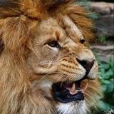 World of wild animals exotic