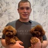 Maltipoo_puppies_ekb