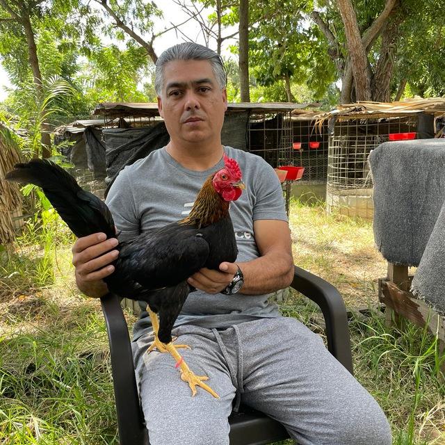 Gallos Chinito Genao