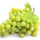GRAPE | SOCCER MANAGER 26 - WORLD SOCCER CHAMPS