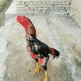 Vodiy xoroz bozori 🐓