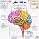 علوم اعصاب تربیتی Educational Neuroscience