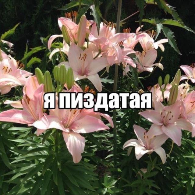 в поисках мяу