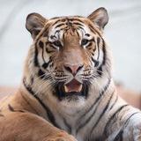 TIGER MEMAN( Calling 📞 )