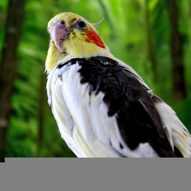 ЗАВОДЧИК ПОПУГАЕВ КОРЕЛЛА🦜