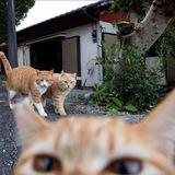 милые видео с котиками