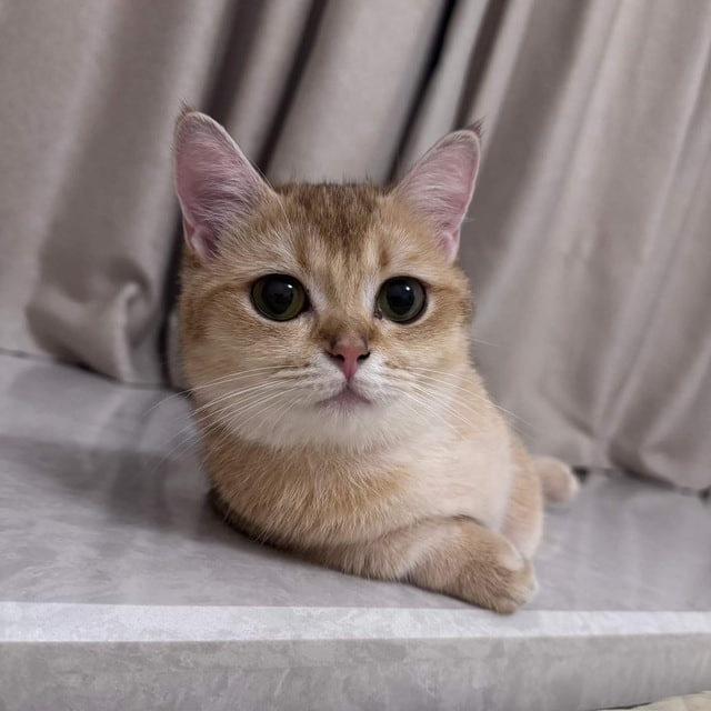 小咪的小窝