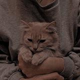 F A R E N 🐱