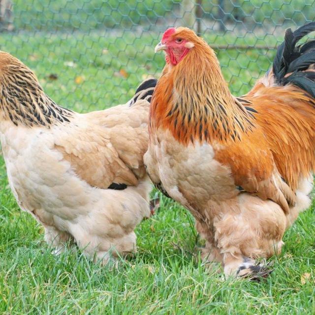 Élevage de brahma et fabrication de couveuse