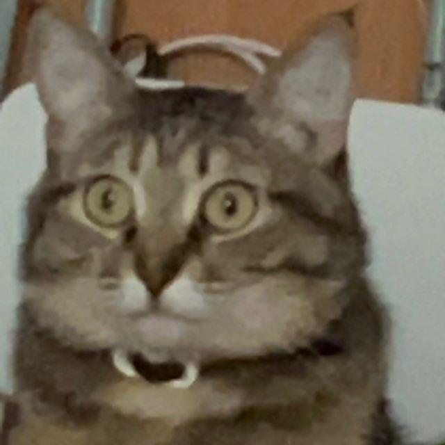 Вязайковы🐈‍⬛🐈🦮🐜