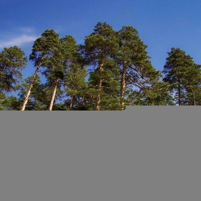 ГКУ СО "Самарские лесничества"