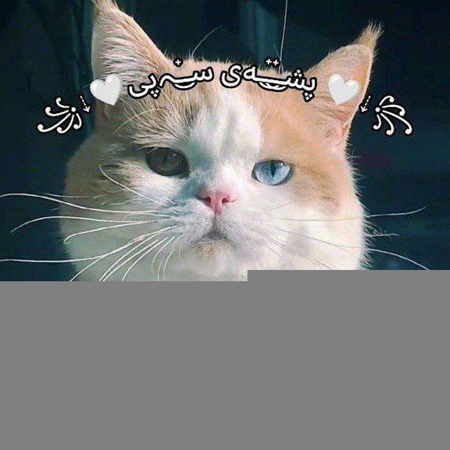 ꧁⇣🤍پشـ๋͜‏ـ๋͜‏ــەی سـ๋͜‏ـﮧپی🤍⇣꧂