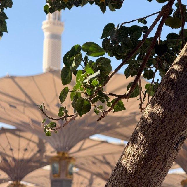 قناة|طابة