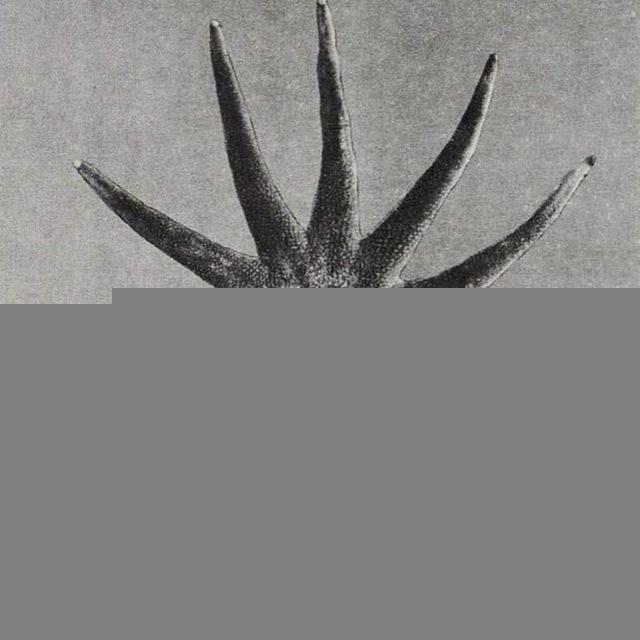 Линчк