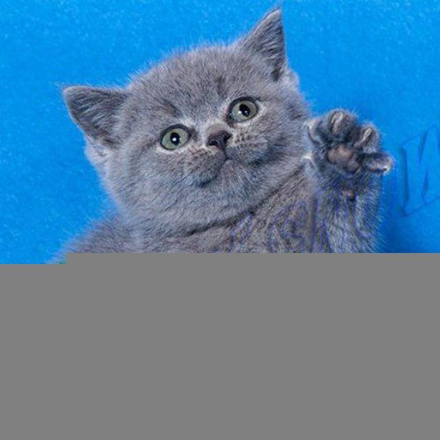 Британские котята. Питомник британских кошек Silvery Snow. Москва British cat cattery © Silvery Snow Moscow