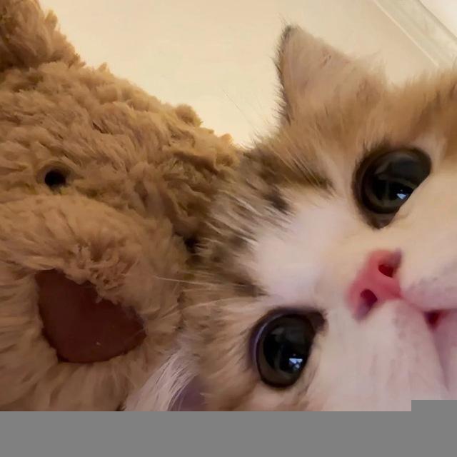 котаны