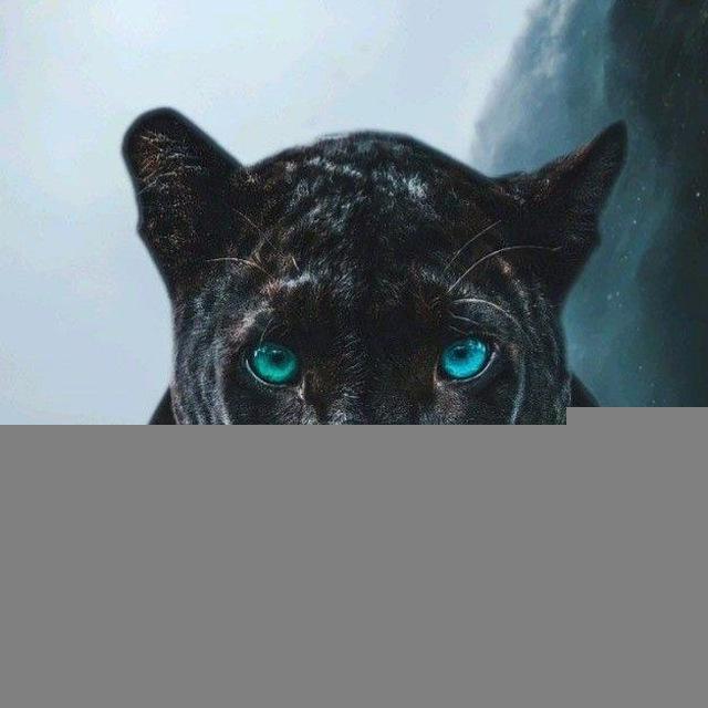 PANTHER GIVEAWAYS