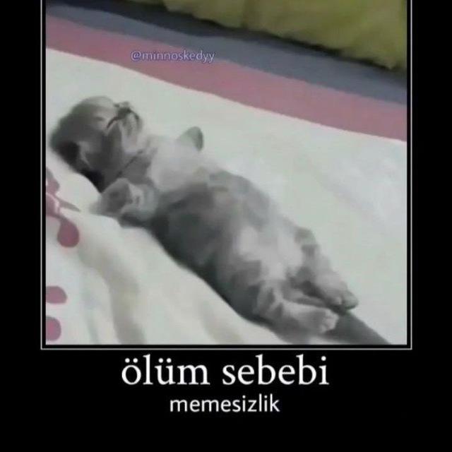 pisipisisikisi