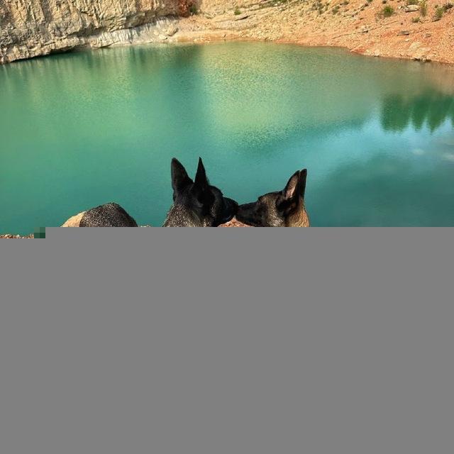 🐕Uy hayvoni oldi soti N1🐕