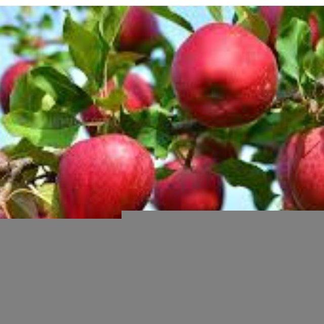 کشاورزی ارگانیک سعیدی