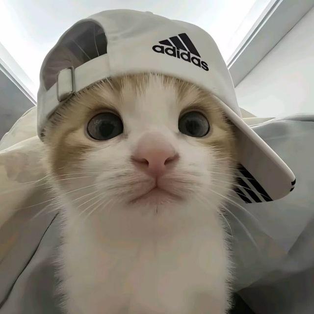 我想吃掉你的胰脏