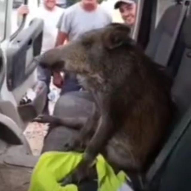 Кабанізм