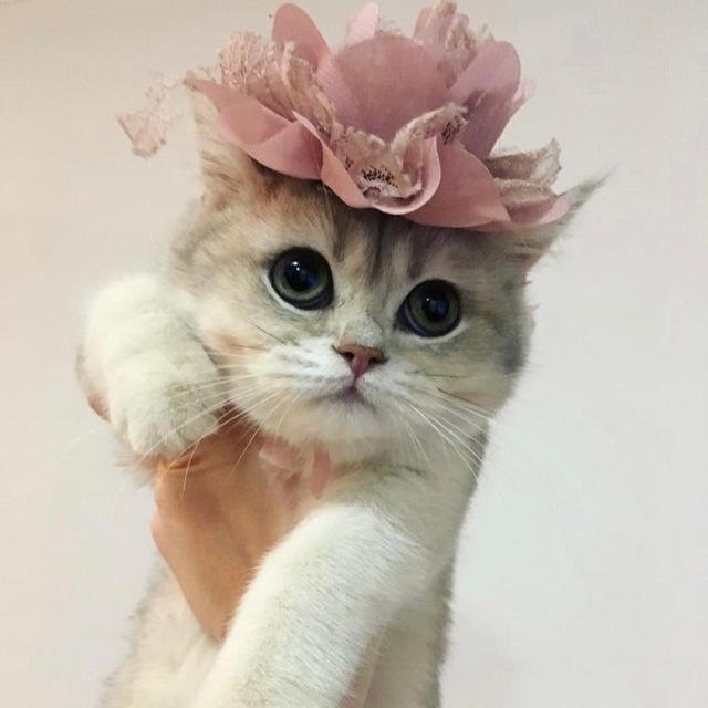 Британские шиншиллы