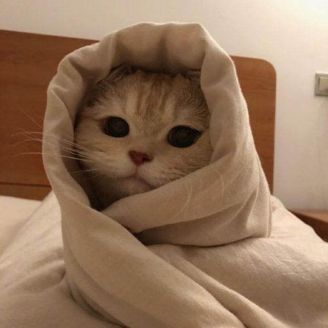 PHOTOS CATS CUTE 😺