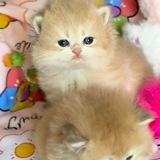 PawLand pet shop فروشگاه حیوانات خانگی