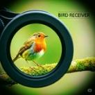 bird Receiver🕊