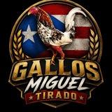 Gallos Miguel tirado PR, RD, COL