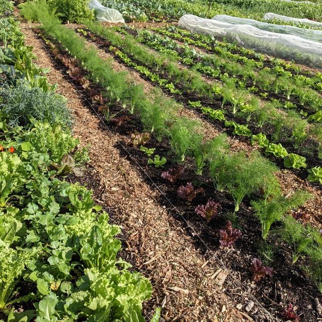 Orticoltura Rigenerativa | No-Dig | Agroforestazione