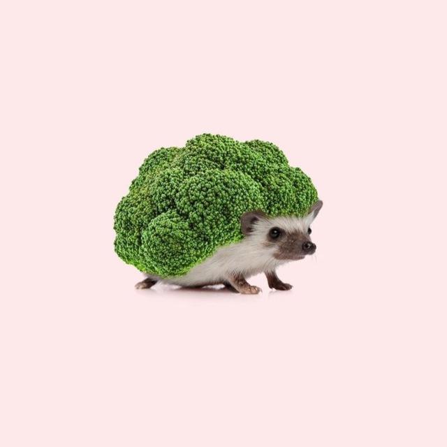 Сытый ЗОЖик