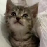 DrunkenCatsDao