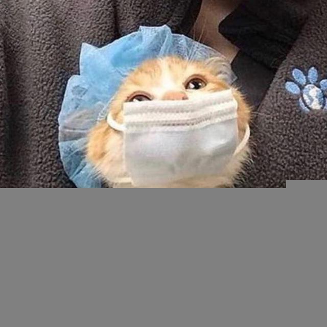 котёнок в теле человека