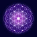 The Awakened Species ☀️