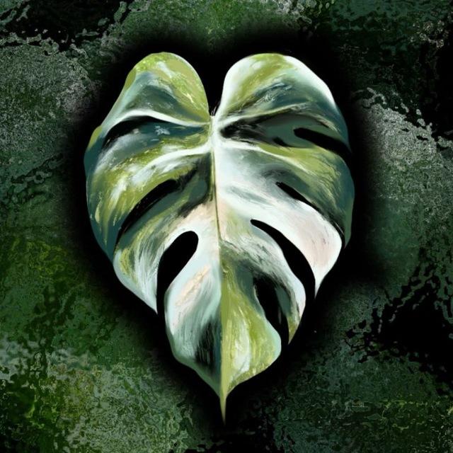 Комнатные Растюшки🌿