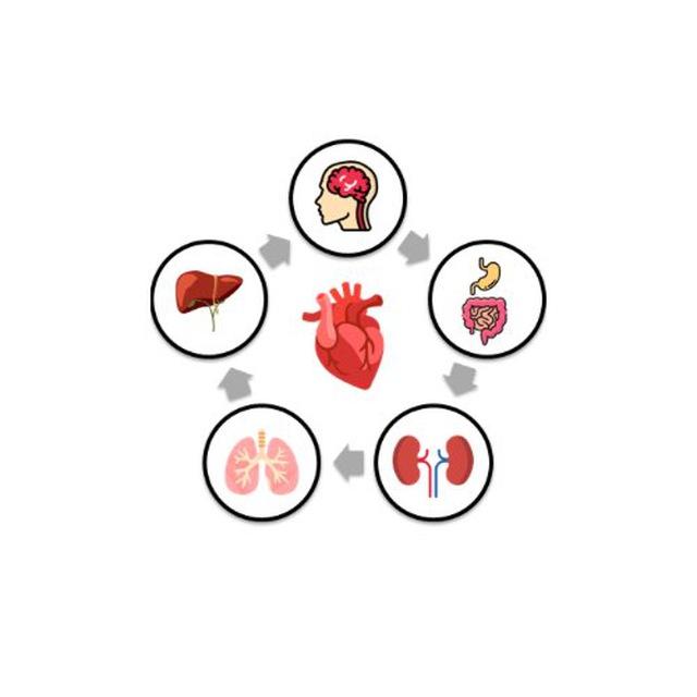 Fisiologia Humana Descomplicada