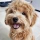 Maltese_maltipoo_poodletoy