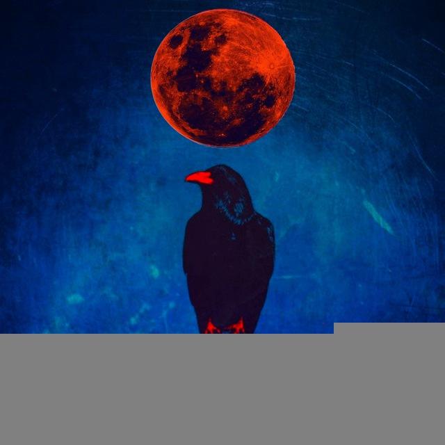 ادبیات دیگر