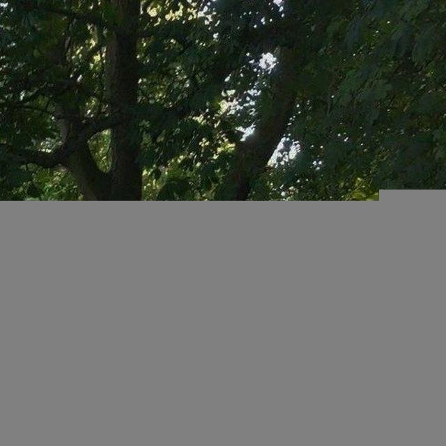 প্রকৃতির সৌন্দর্য 🌳🏞️