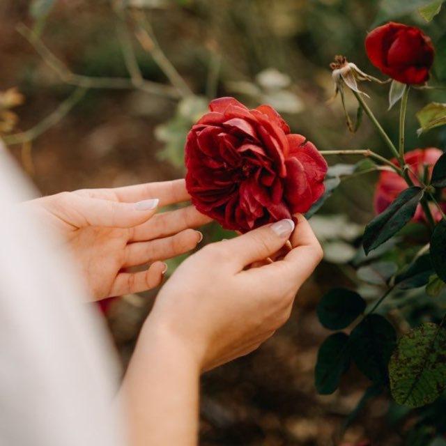 🌺Fiori di Modestia🌺