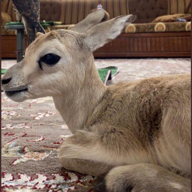 الظبيِ𓄄