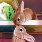 @BunnyJagh خرگوش