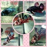 BETTA ZIYTA&ANAK MERSING
