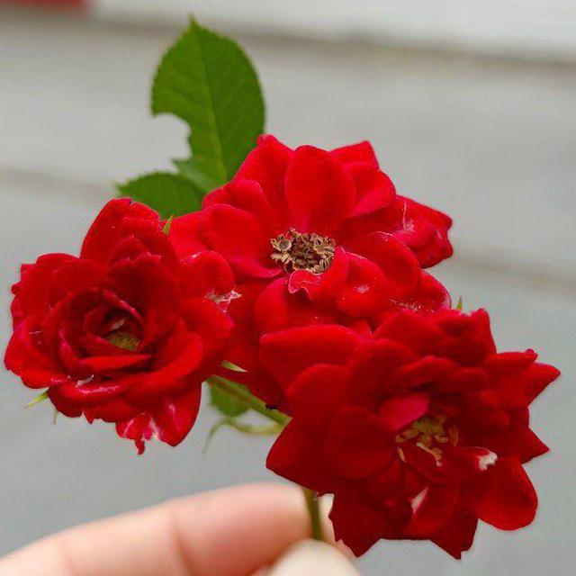 الأمل .🌷🥀