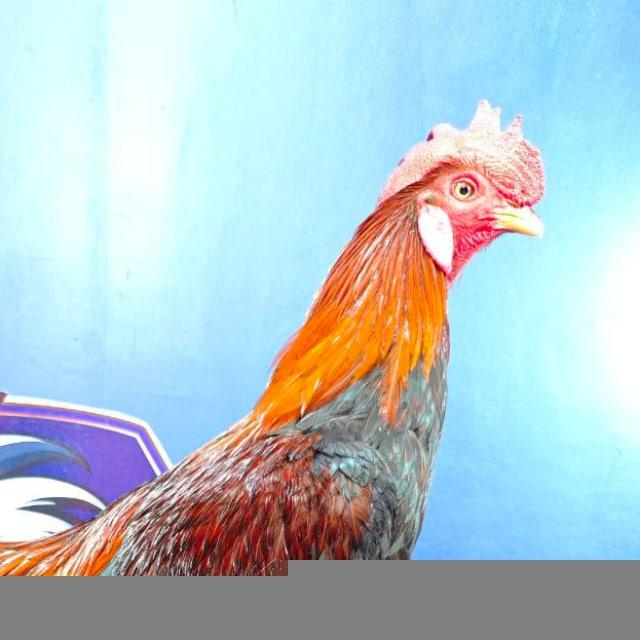 គ្រុបផ្លែដែកហ្វីលិពីនKS