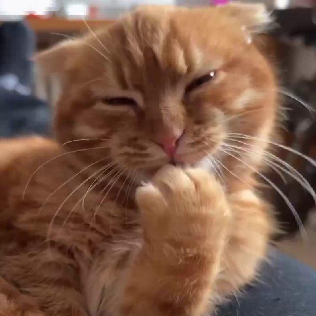 Cat Humor 😺 | Смішні котики 😹