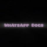 WasSup Dogs