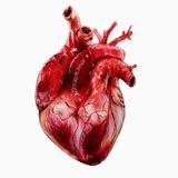 CVS Anatomy 🫀